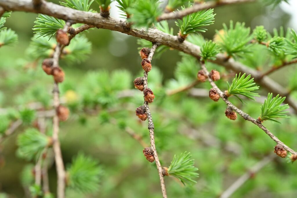 Japanese-Larch-Larix-kaempferi