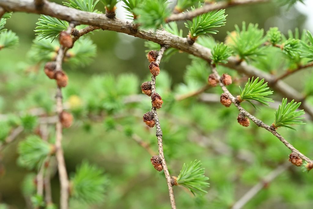 Japanese-Larch-Larix-kaempferi