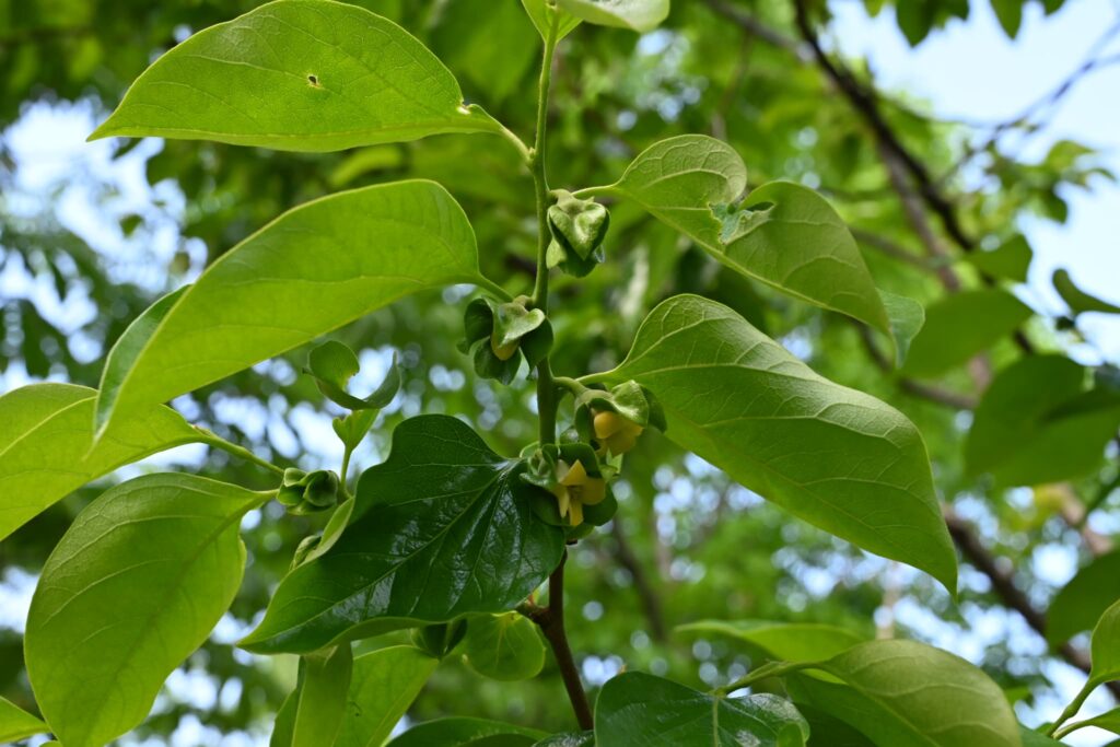 Japanese-Persimmon-Diospyros-kaki