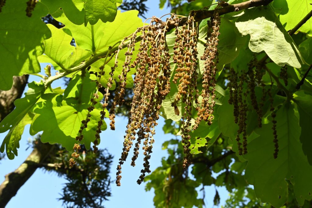 Kashiwa-Oak-Quercus-dentata