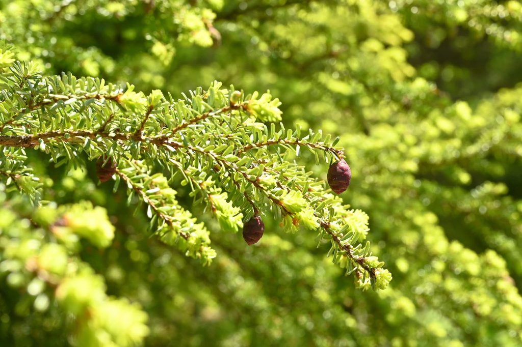 Northern-Japanese-Hemlock-Tsuga-diversifolia