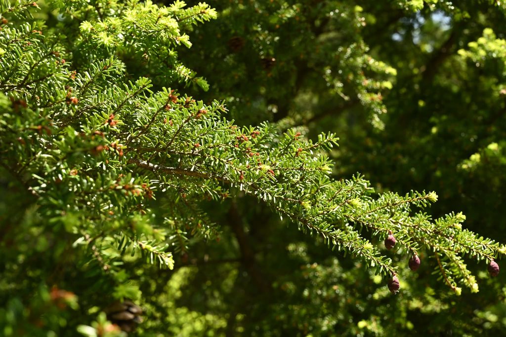 Northern-Japanese-Hemlock-Tsuga-diversifolia