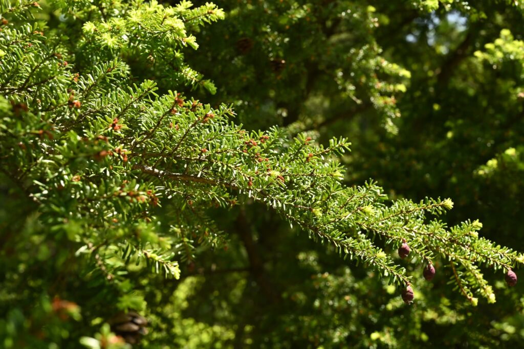 Northern-Japanese-Hemlock-Tsuga-diversifolia