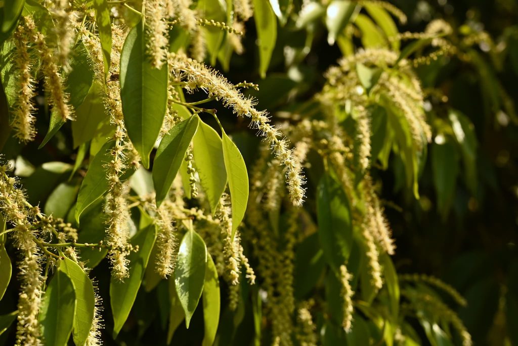 Sudajii-Castanopsis-sieboldii
