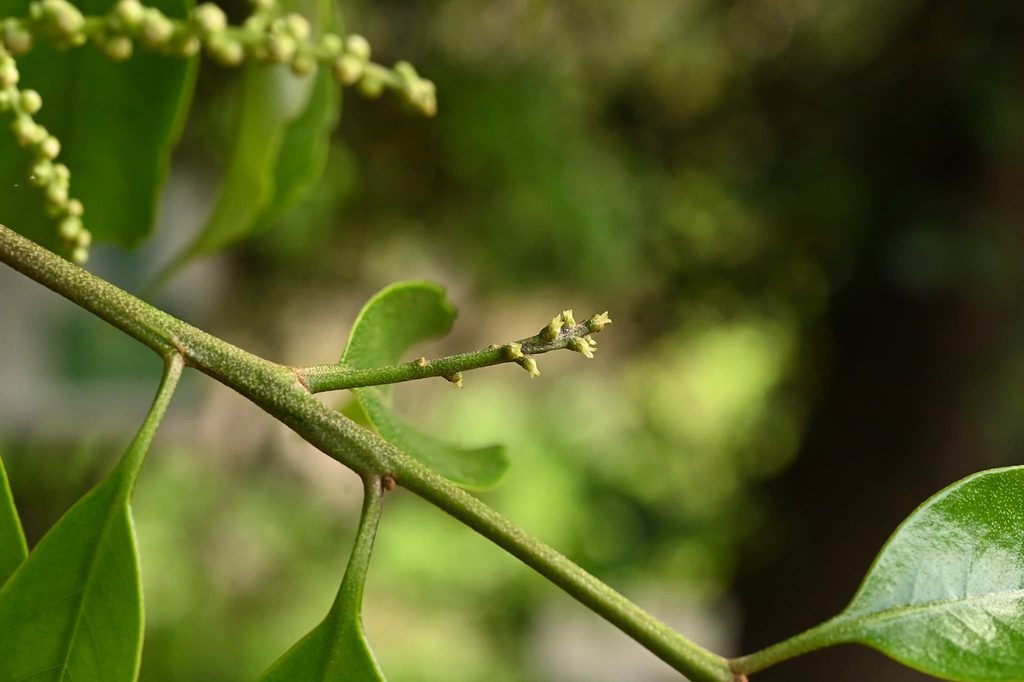 Sudajii-Castanopsis-sieboldii