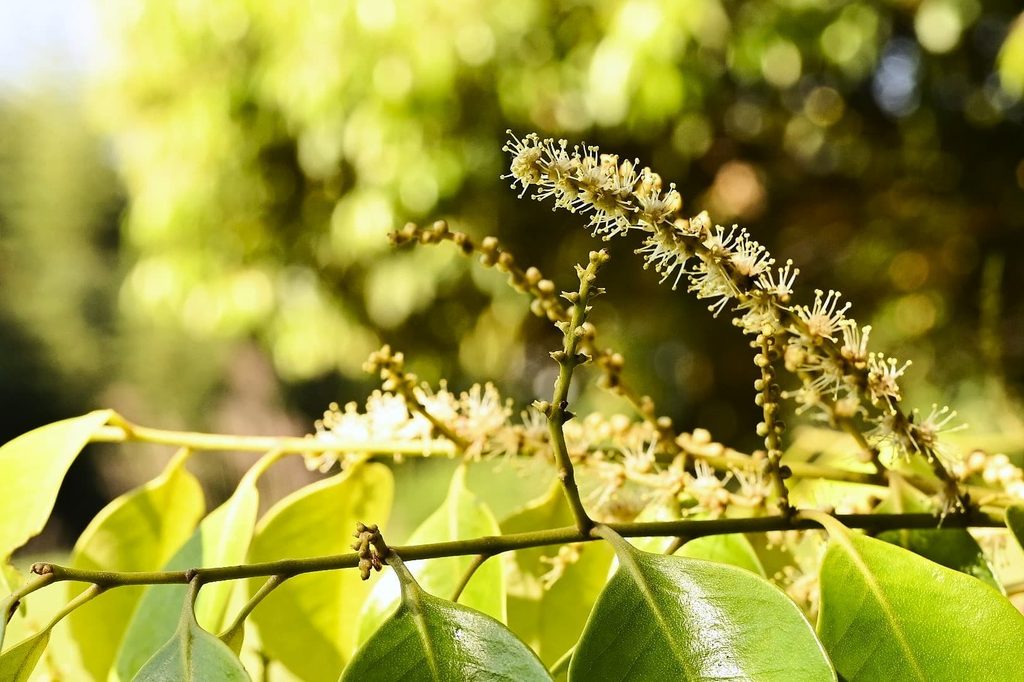Sudajii-Castanopsis-sieboldii