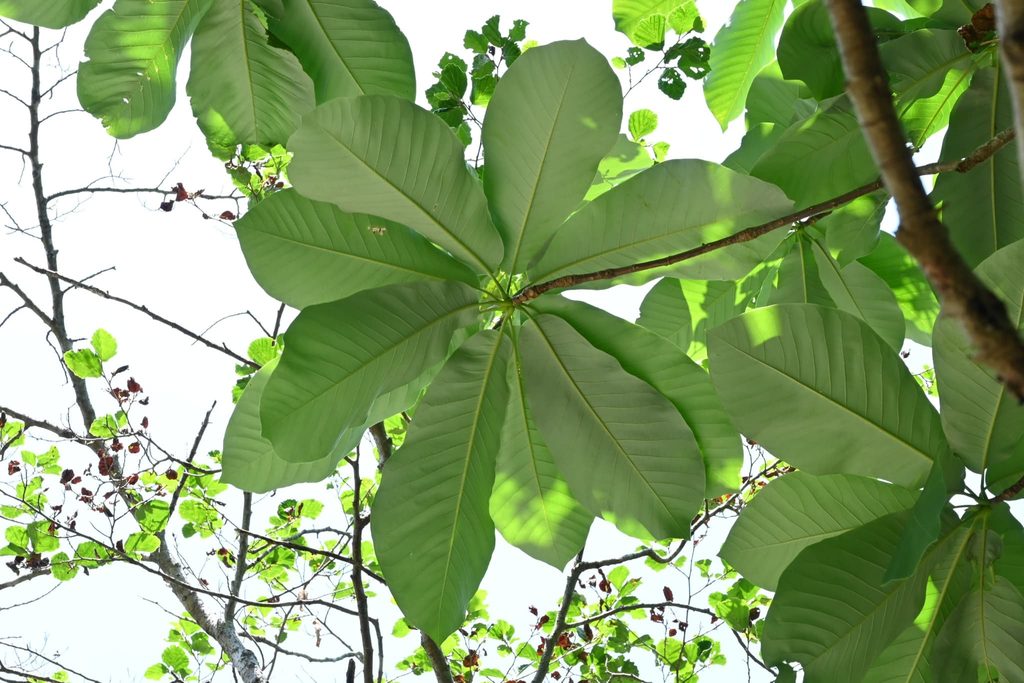 Japanese-Bigleaf-Magnolia-Hoonoki-Magnolia-obovata