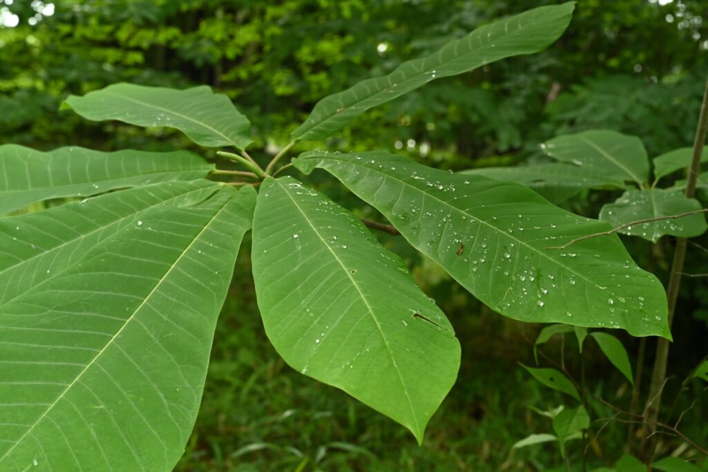 Japanese-Bigleaf-Magnolia-Hoonoki-obovata