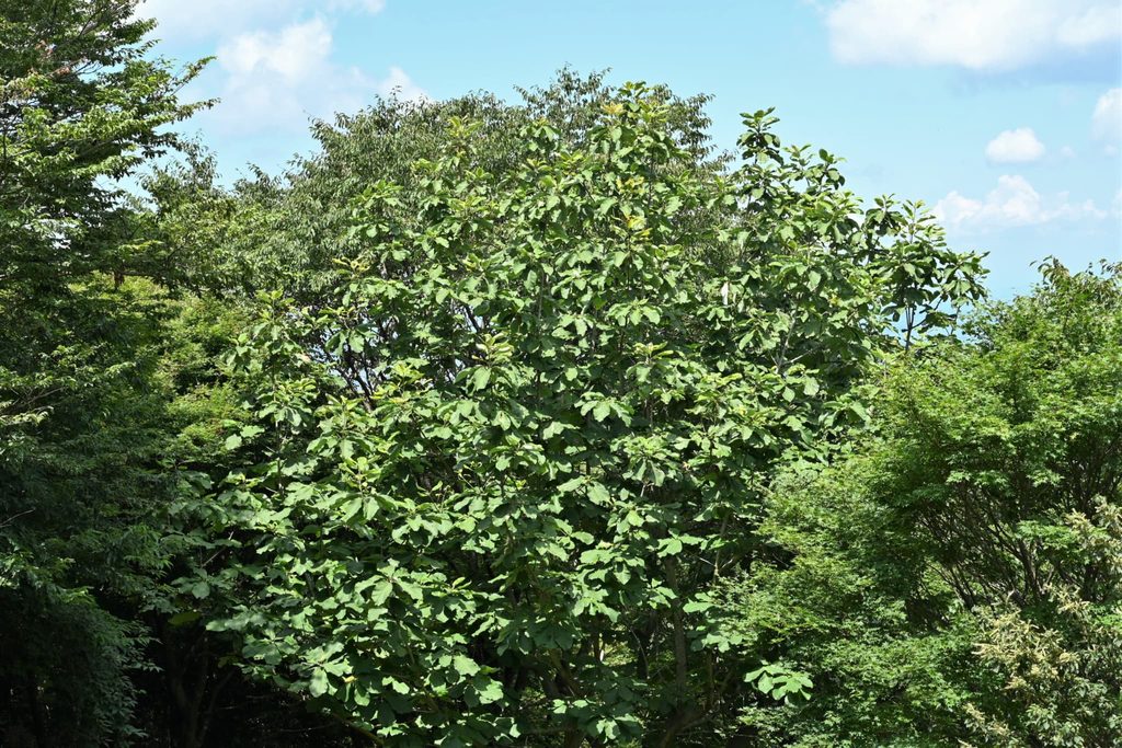 Japanese-Bigleaf-Magnolia-Hoonoki-Magnolia-obovata
