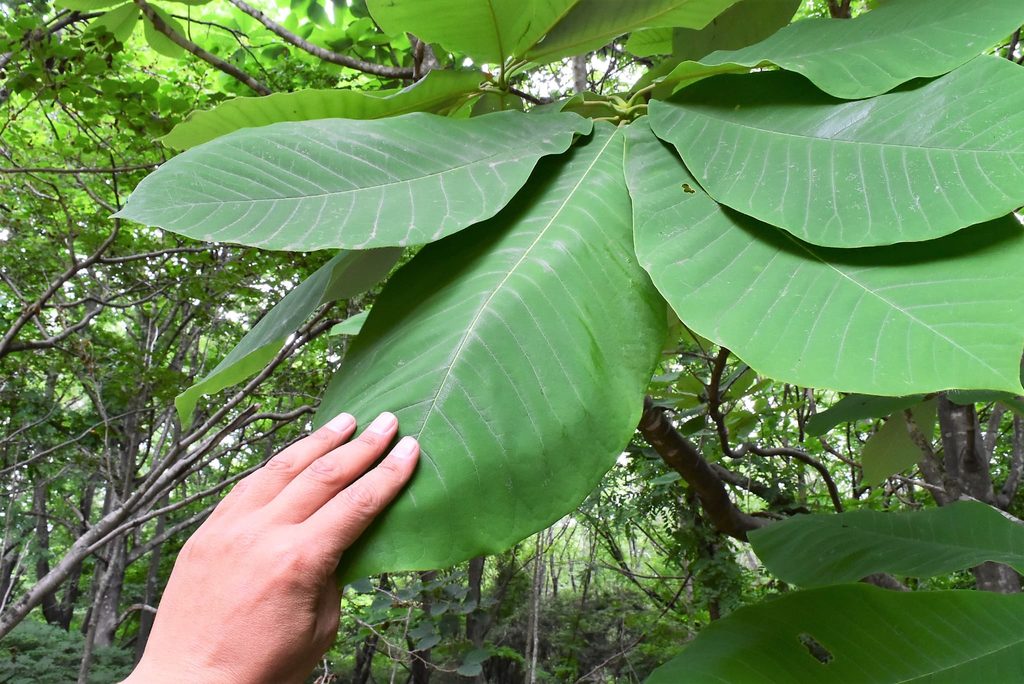 Japanese-Bigleaf-Magnolia-Hoonoki-Magnolia-obovata