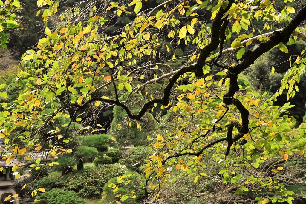 Japanese-Persimmon-Diospyros-kaki