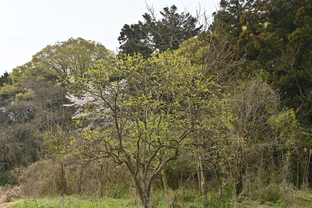Japanese-Persimmon-Diospyros-kaki