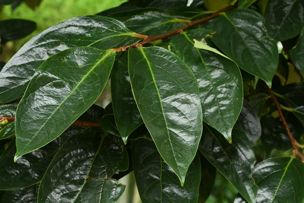 Japanese-Persimmon-Diospyros-kaki