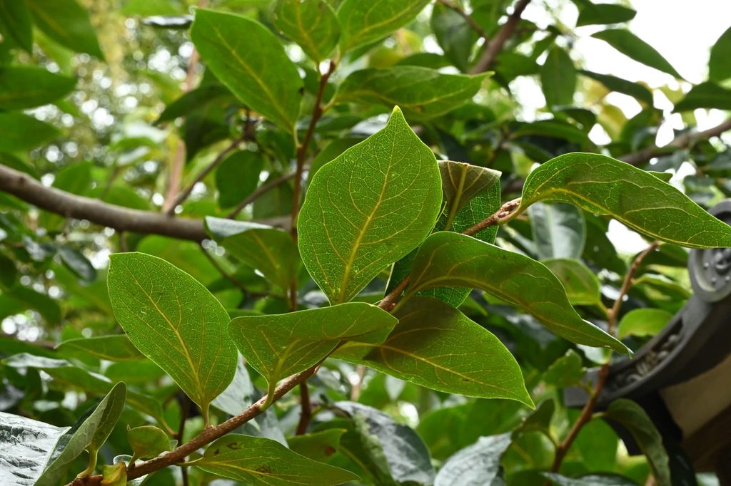 Japanese-Persimmon-Diospyros-kaki