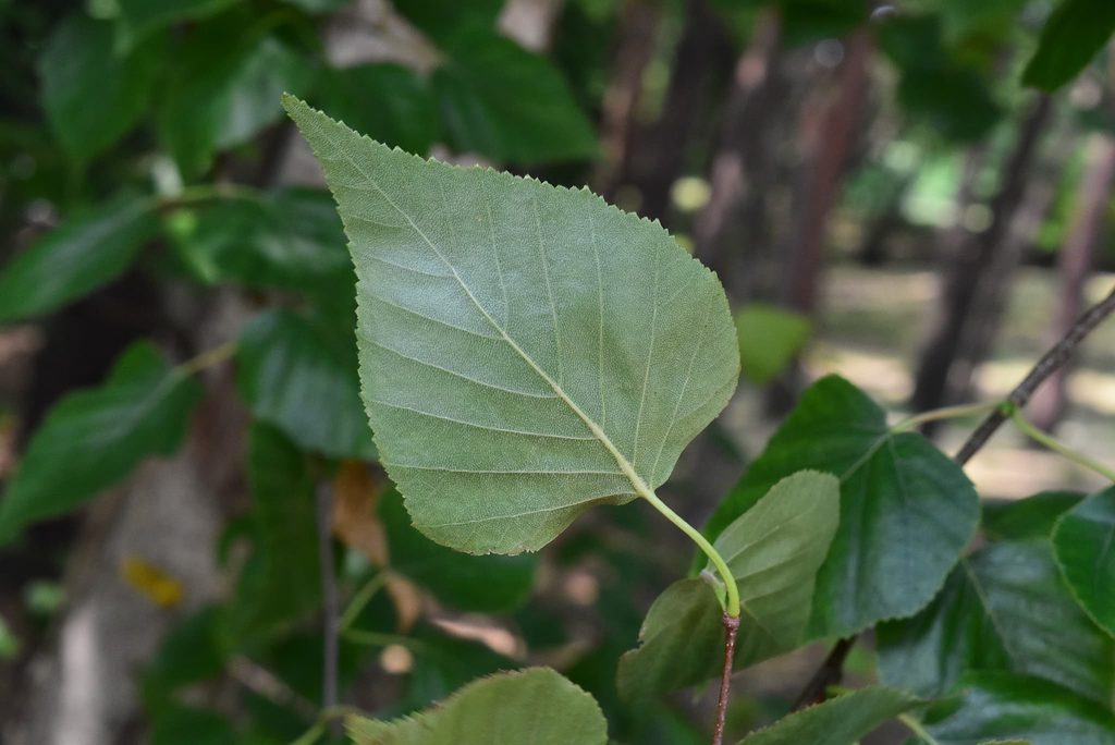 Japanese-White-Birch-Betula-platyphylla-var-japonica
