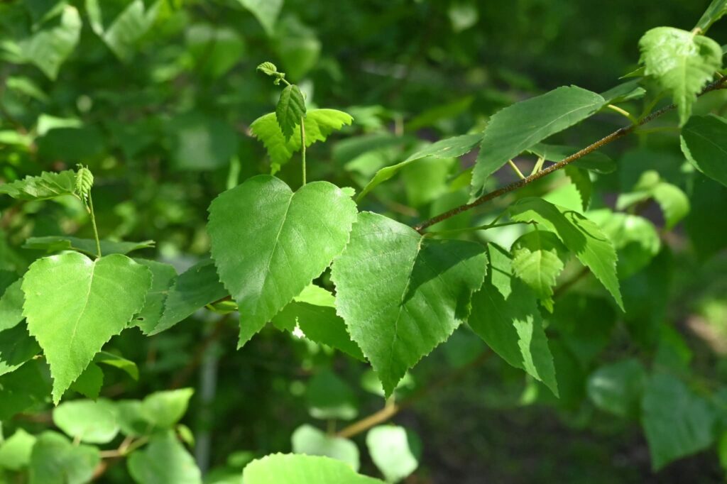 Japanese-White-Birch-Betula-platyphylla-var-japonica