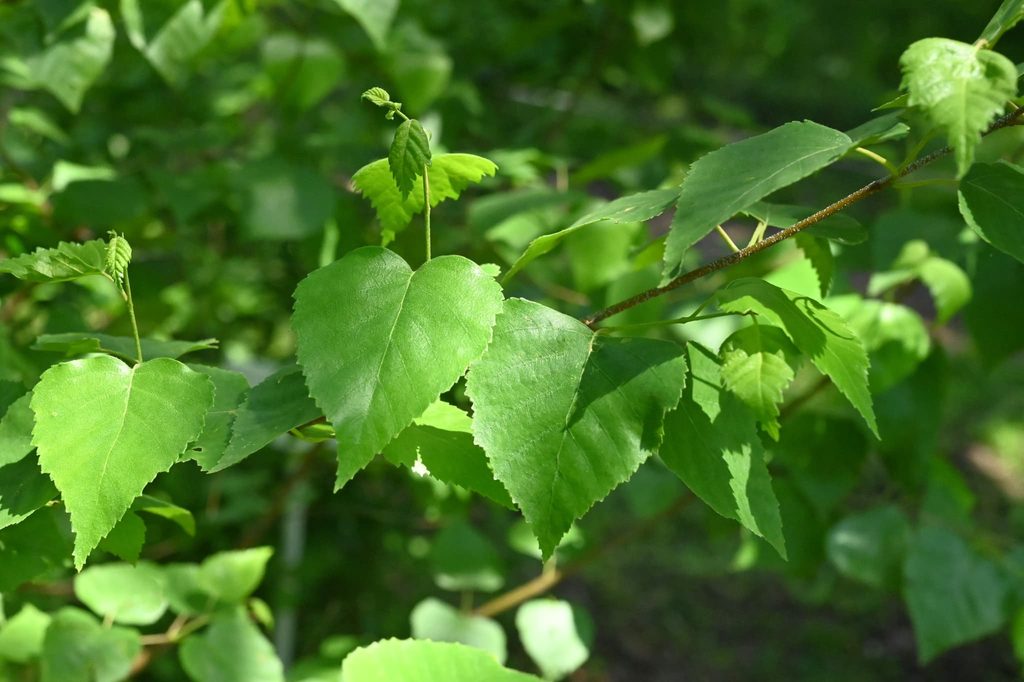 Japanese-White-Birch-Betula-platyphylla-var-japonica