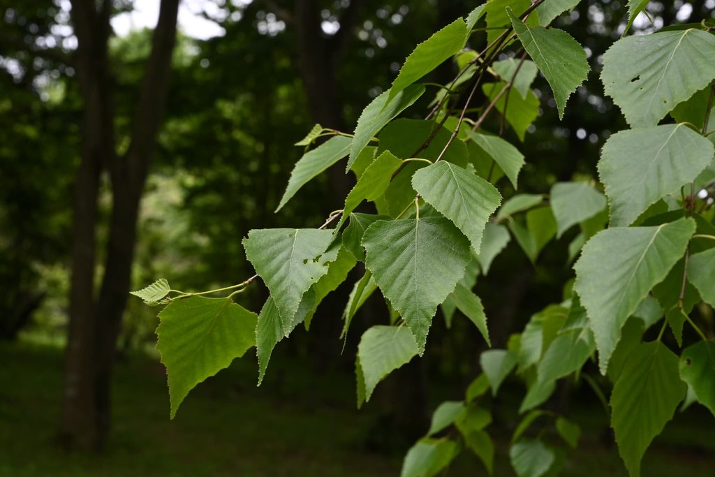 Japanese-White-Birch-Betula-platyphylla-var-japonica