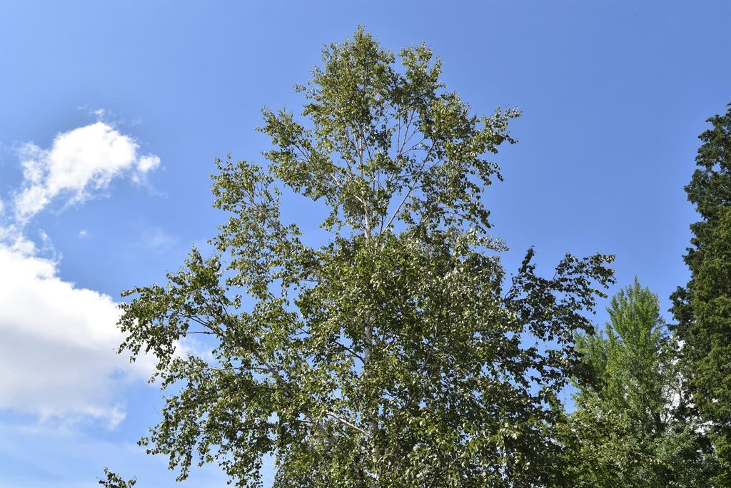 Japanese-White-Birch-Betula-platyphylla-var-japonica