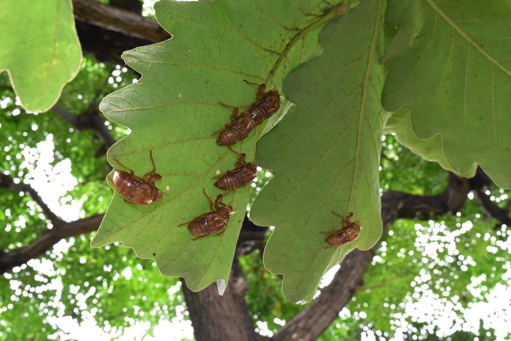 Kashiwa-Oak-Quercus-dentata