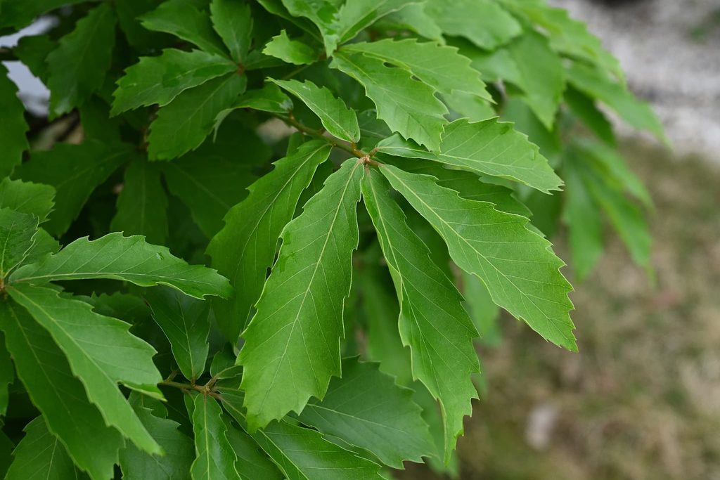 Mizunara Oak vs. Konara Oak