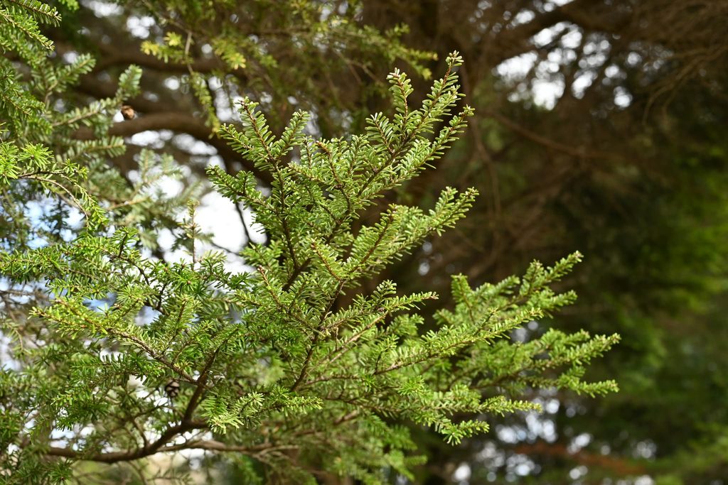 Northern-Japanese-Hemlock-Tsuga-diversifolia