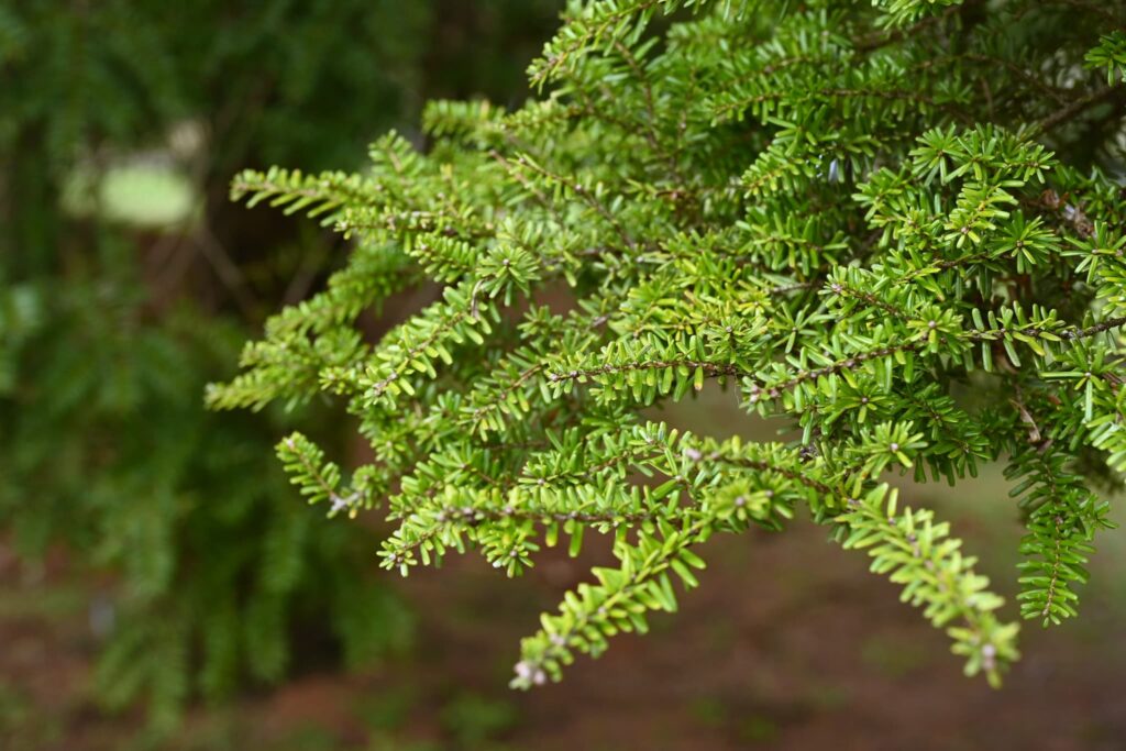 Northern-Japanese-Hemlock-Tsuga-diversifolia