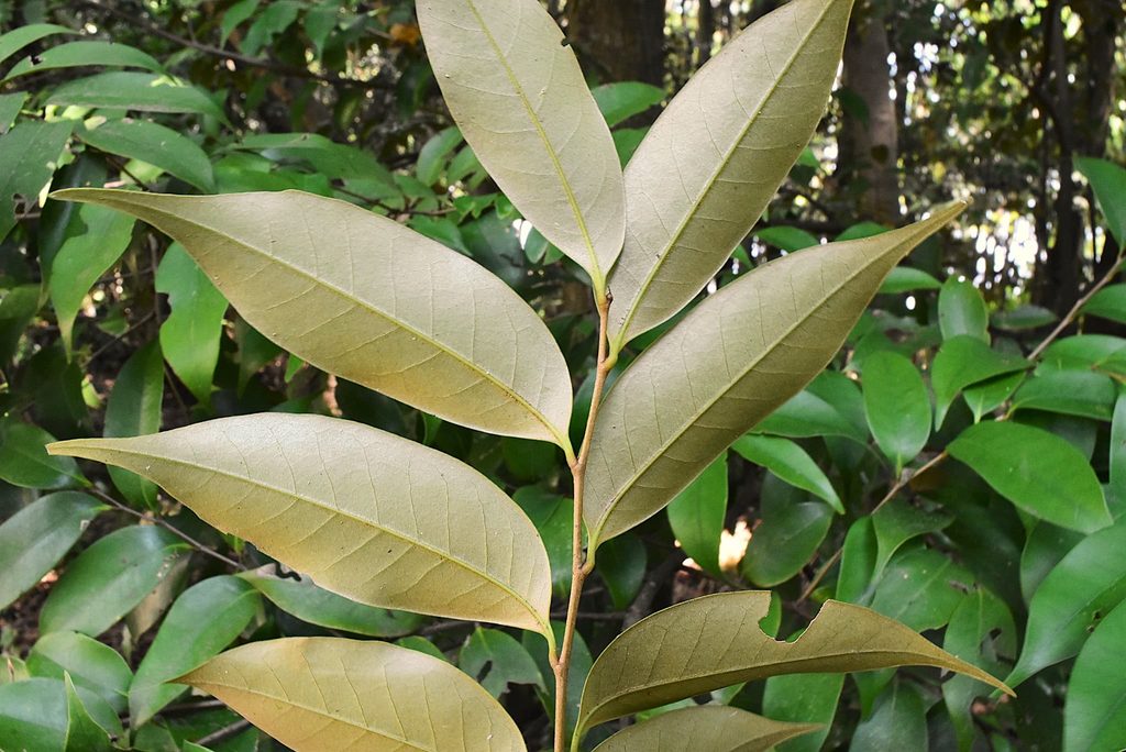 Sudajii-Castanopsis-sieboldii