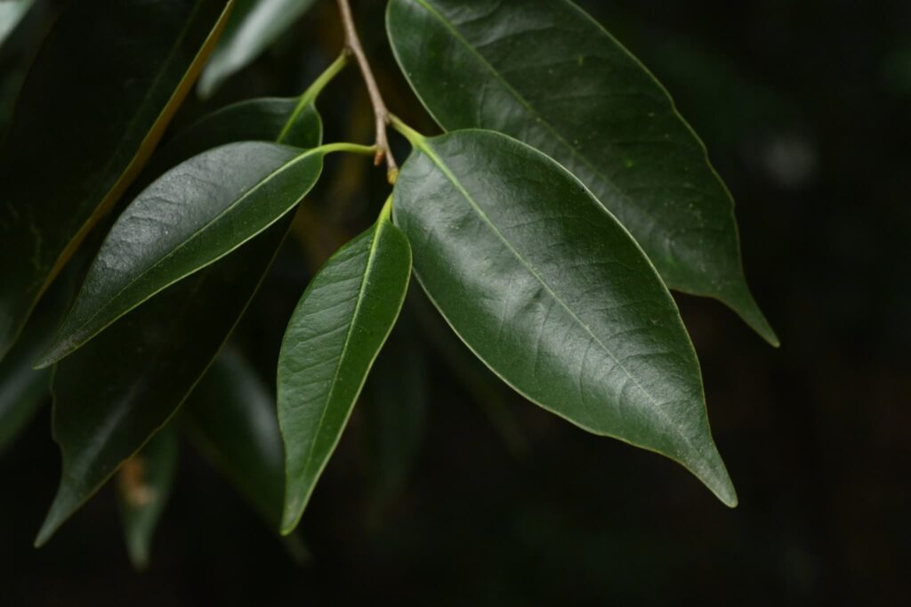 Sudajii-Castanopsis-sieboldii
