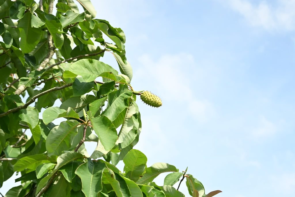 Japanese-Bigleaf-Magnolia-Hoonoki-Magnolia-obovata
