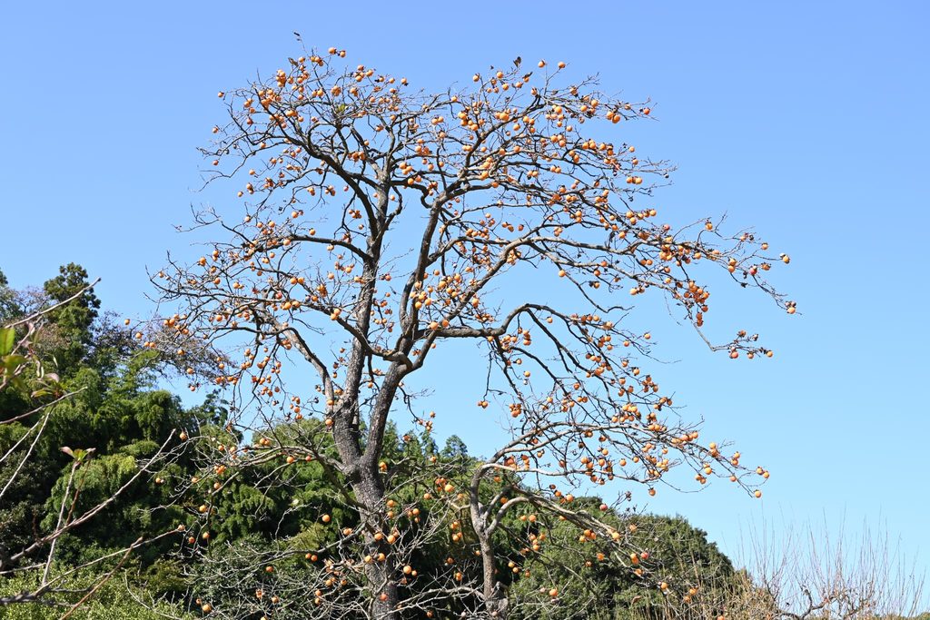 Japanese-Persimmon-Diospyros-kaki