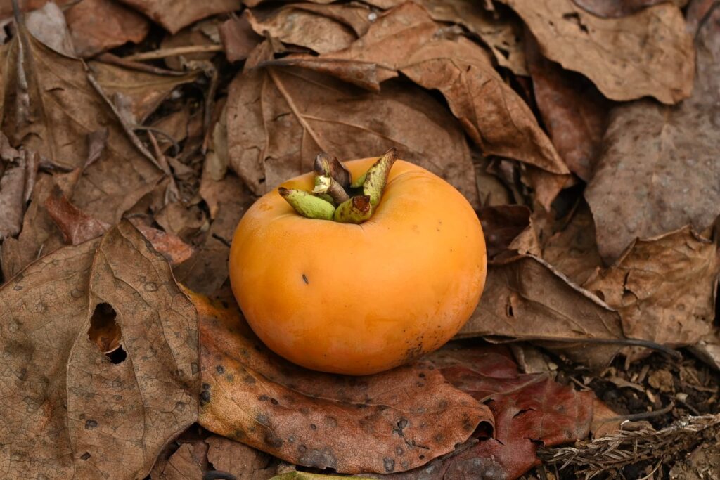 Japanese-Persimmon-Diospyros-kaki