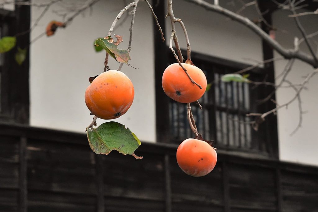 Japanese-Persimmon-Diospyros-kaki