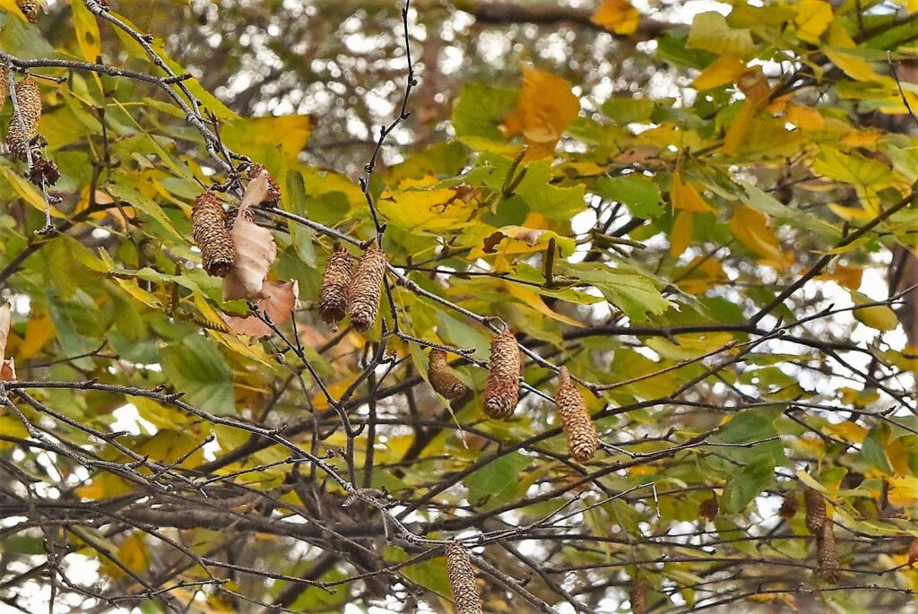 Japanese-White-Birch-Betula-platyphylla-var-japonica