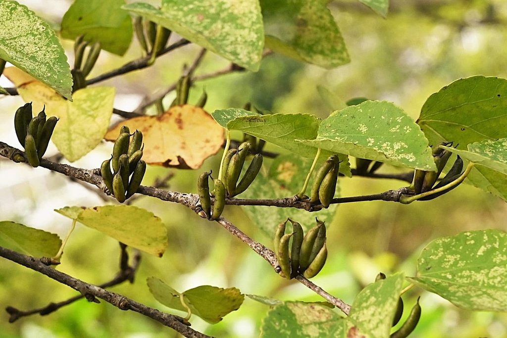 Katsura-Tree-Cercidiphyllum-japonicum
