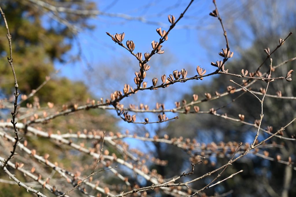 Katsura-Tree-Cercidiphyllum-japonicum