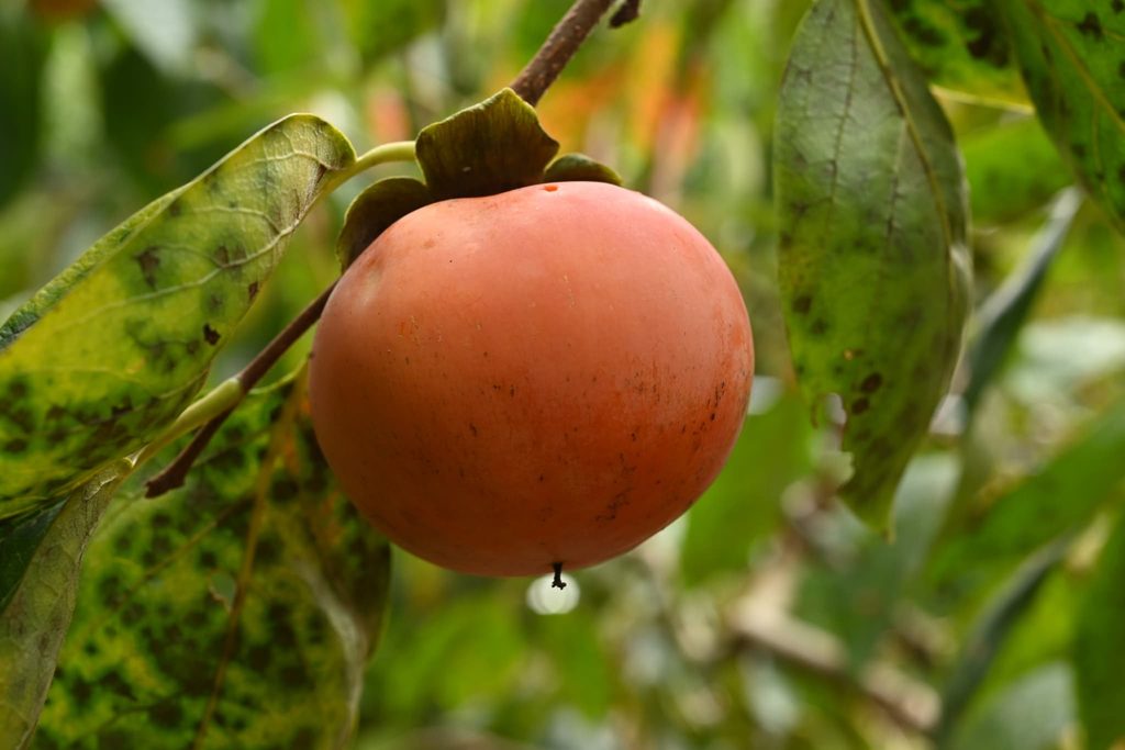 Japanese-Persimmon-Diospyros-kaki