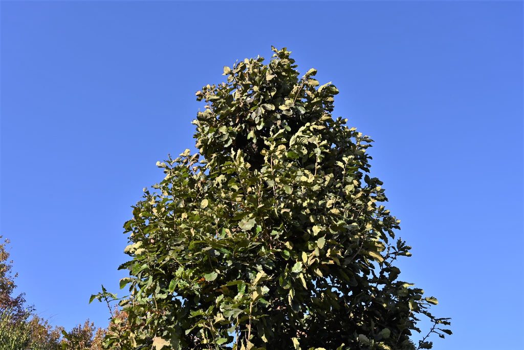 Kashiwa-Oak-Quercus-dentata