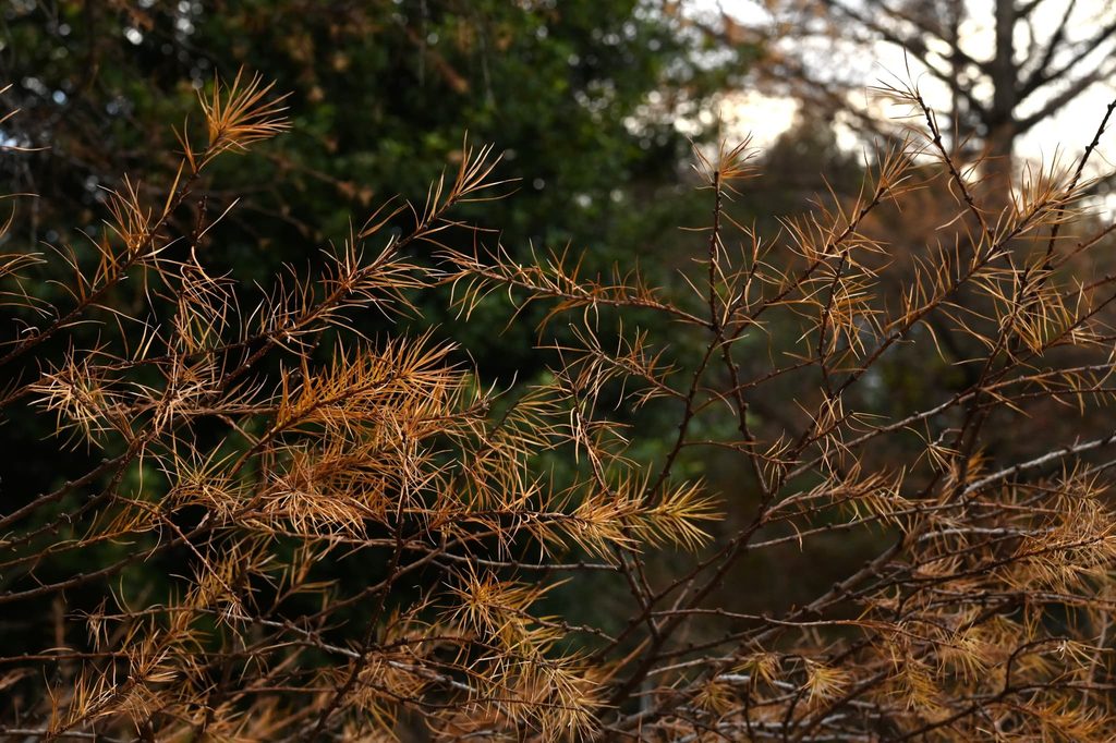 Japanese-Larch-Larix-kaempferi