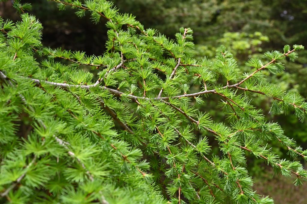 Japanese-Larch-Larix-kaempferi