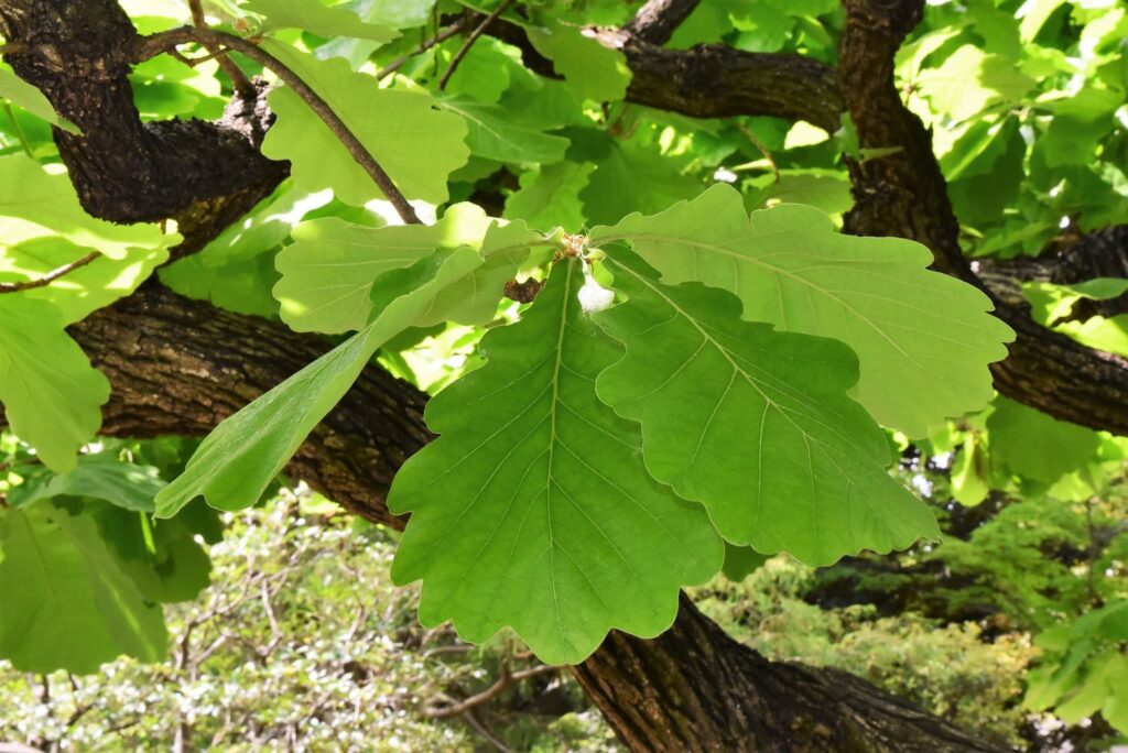 Kashiwa-Oak-Quercus-dentata