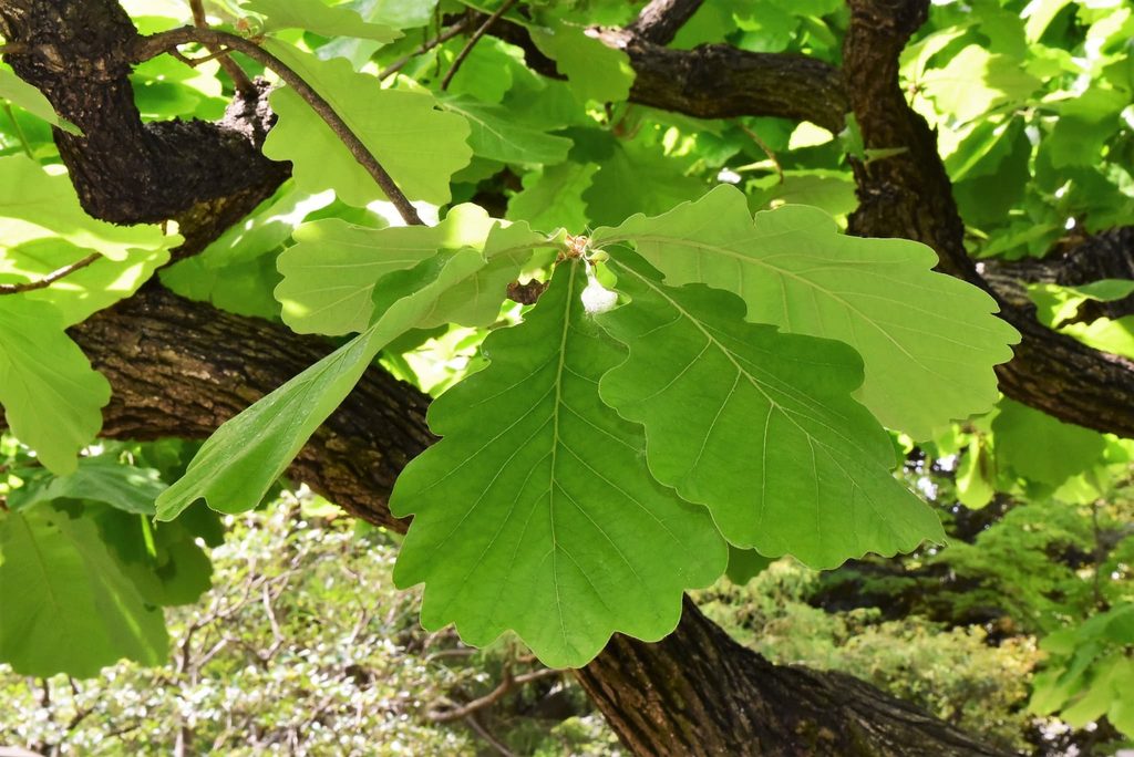 Kashiwa-Oak-Quercus-dentata