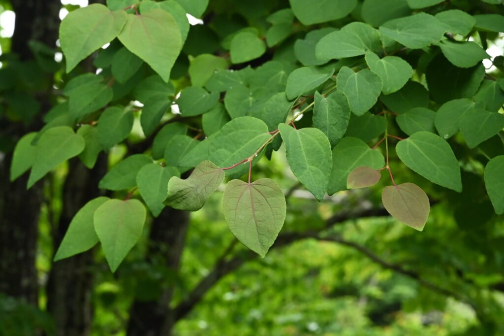 Katsura-Tree-Cercidiphyllum-japonicum