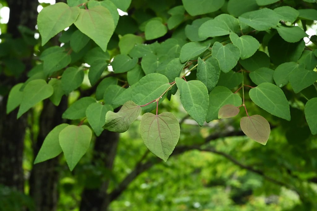 Katsura-Tree-Cercidiphyllum-japonicum