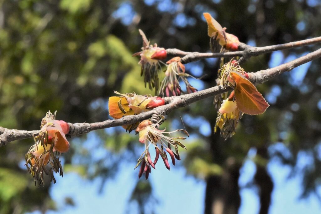 Katsura-Tree-Cercidiphyllum-japonicum