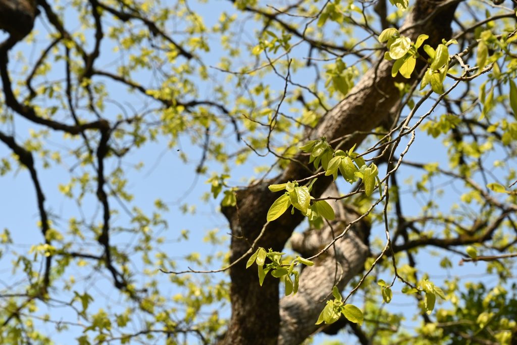 Japanese-Persimmon-Diospyros-kaki