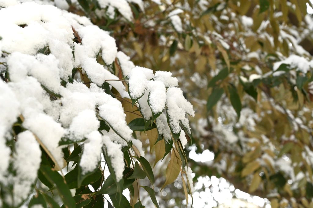 Sudajii-Castanopsis-sieboldii