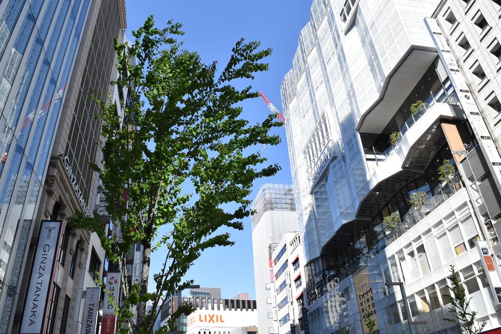 Katsura-Tree-Cercidiphyllum-japonicum