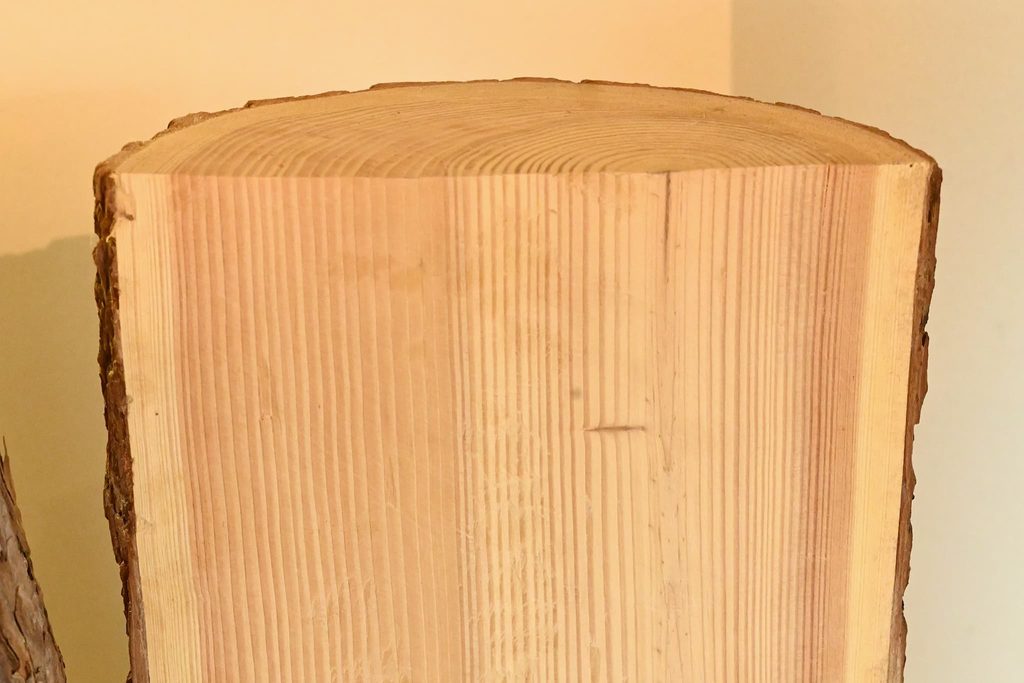Japanese-Larch-Larix-kaempferi