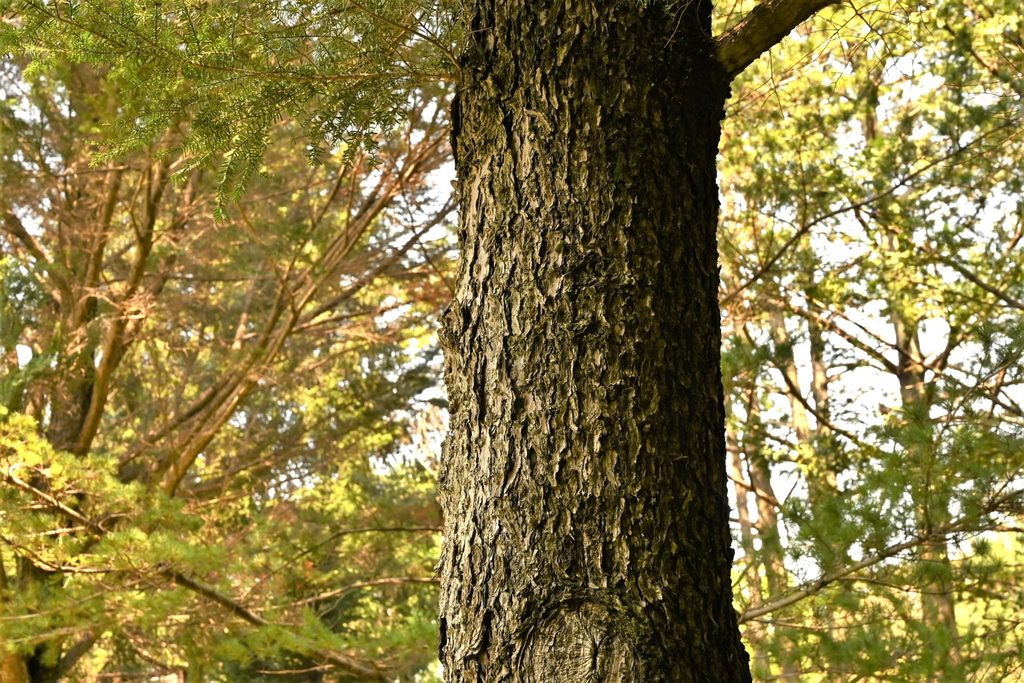 Northern-Japanese-Hemlock-Tsuga-diversifolia